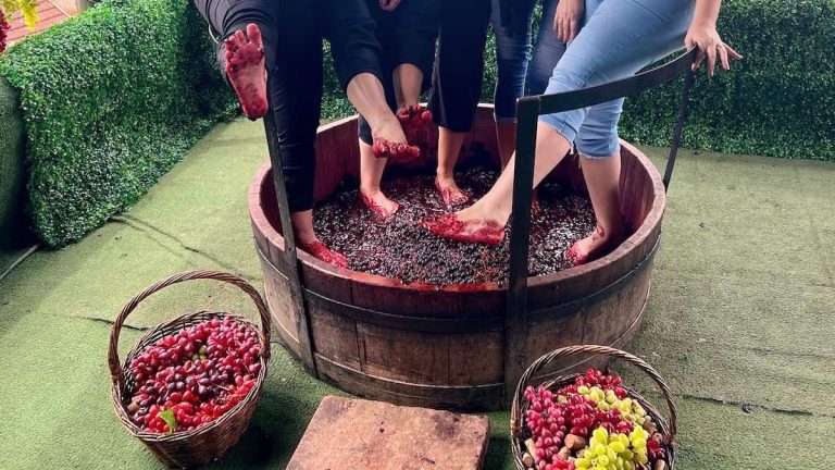 Arroio Trinta celebra início da colheita de uvas e fomenta turismo rural em 2026