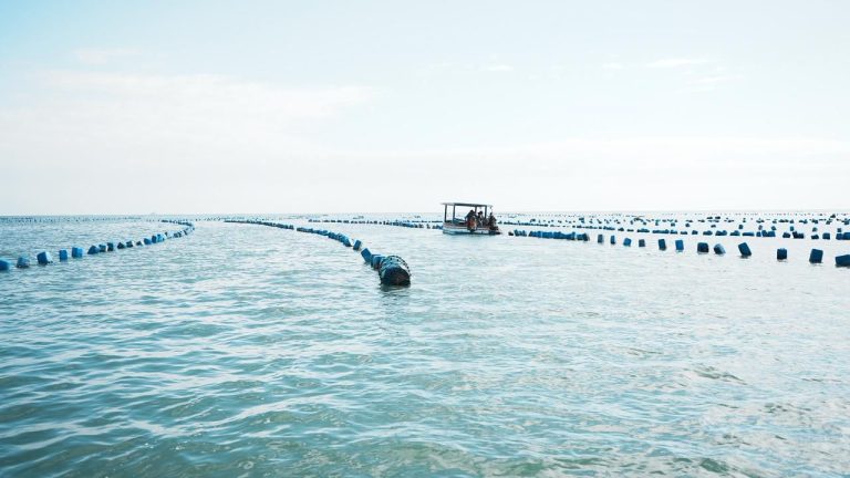 Maricultores devem enviar Relatório Anual de Produção ao Ministério da Pesca até 31 de março