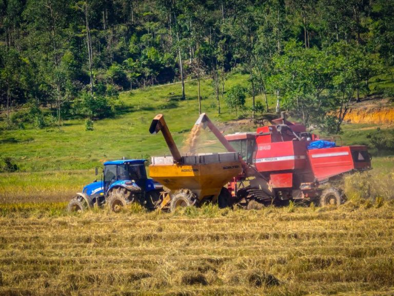 Produção de arroz fortalece economia rural em Navegantes