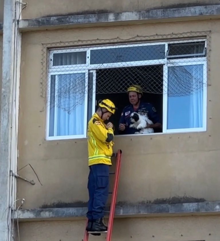 Bombeiros resgatam animais em prédio com falha estrutural em Itajaí