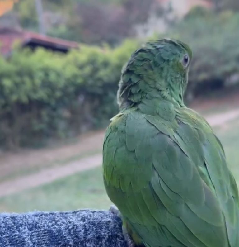 Tutora pede para papagaio buscar os “irmãos” e ele volta com o bando inteiro