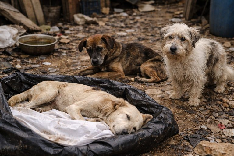 Maus-tratos a animais são registrados no Centro de Navegantes; um cão é encontrado morto