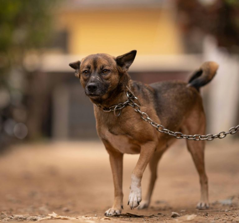Penha endurece multas para casos de maus-tratos contra animais